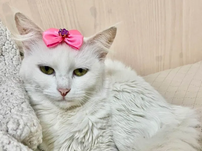 Gato ra a Angorá idade 1 ano nome Neve 