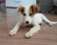 Chico Bento
