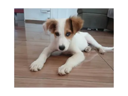 Cachorro raça SRD-ViraLata idade 2 a 6 meses nome Chico Bento 