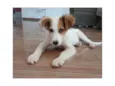 Chico Bento