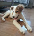 Chico Bento