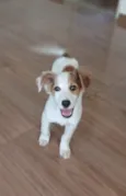 Chico Bento