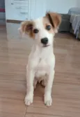 Chico Bento