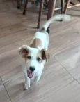 Chico Bento