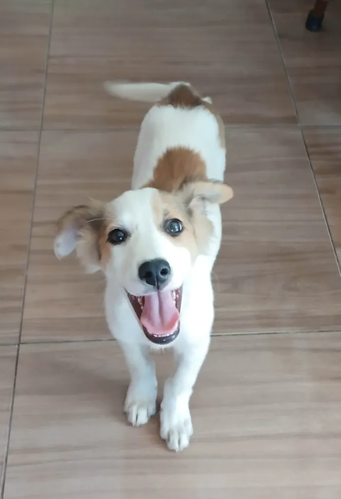 Cachorro ra a SRD-ViraLata idade 2 a 6 meses nome Chico Bento 