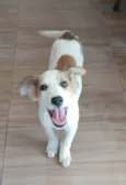 Chico Bento