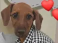 Leozinho