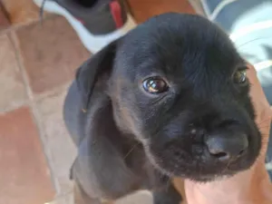 Cachorro raça SRD-ViraLata idade 2 a 6 meses nome Nala
