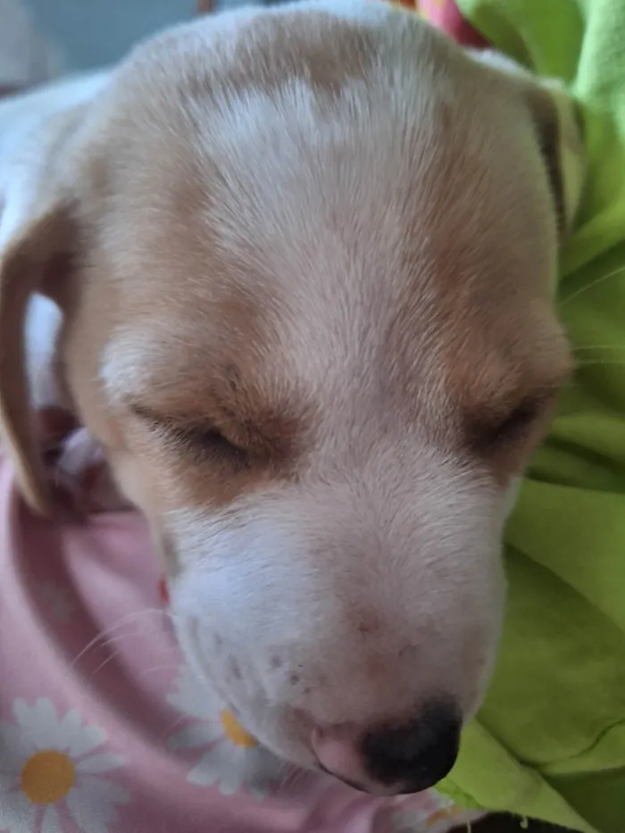 Cachorro ra a SRD-ViraLata idade 2 a 6 meses nome WALLACE LUCAS MONTEIRO DE CASTRO