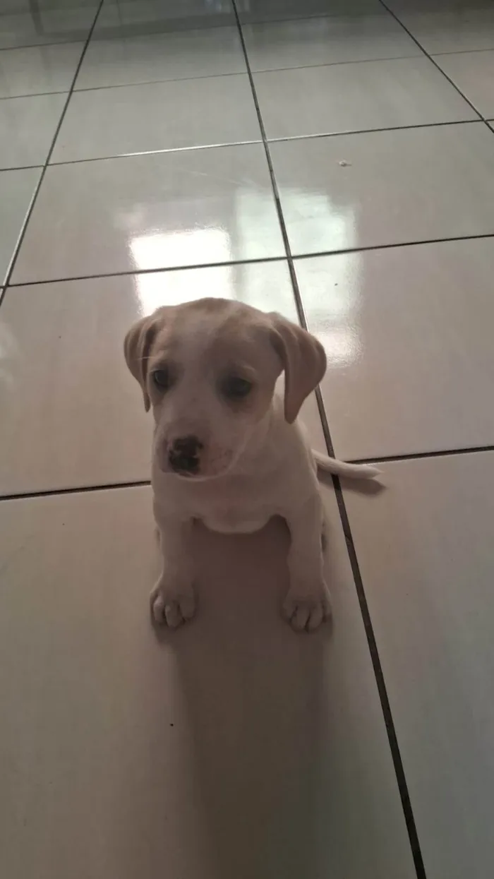 Cachorro ra a SRD-ViraLata idade 2 a 6 meses nome WALLACE LUCAS MONTEIRO DE CASTRO