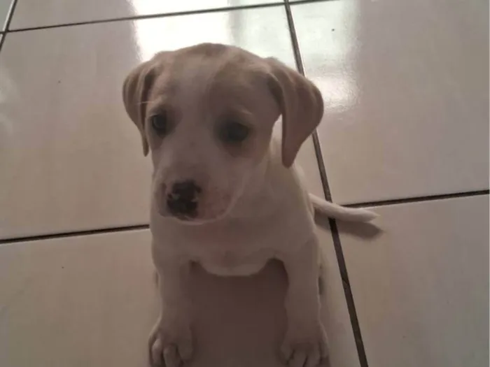 Cachorro ra a SRD-ViraLata idade 2 a 6 meses nome WALLACE LUCAS MONTEIRO DE CASTRO