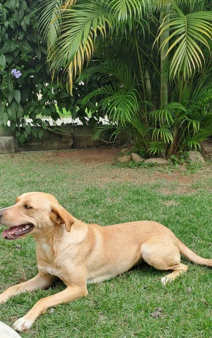 Cachorro ra a SRD-ViraLata idade 2 anos nome Oceana