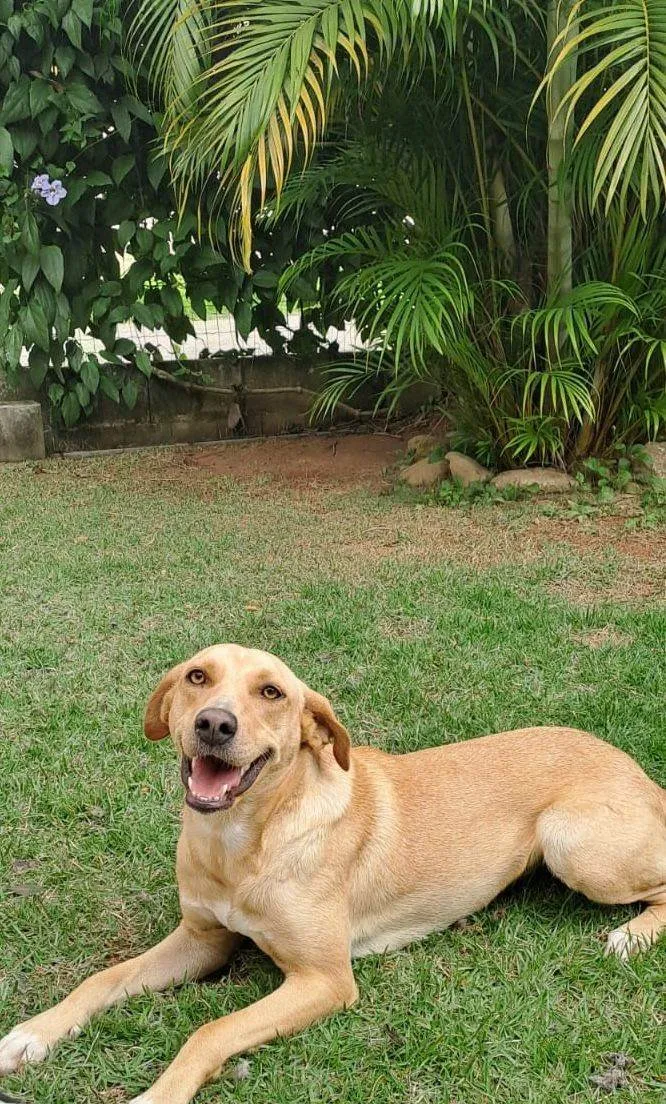 Cachorro ra a SRD-ViraLata idade 2 anos nome Oceana
