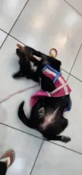 Belinha
