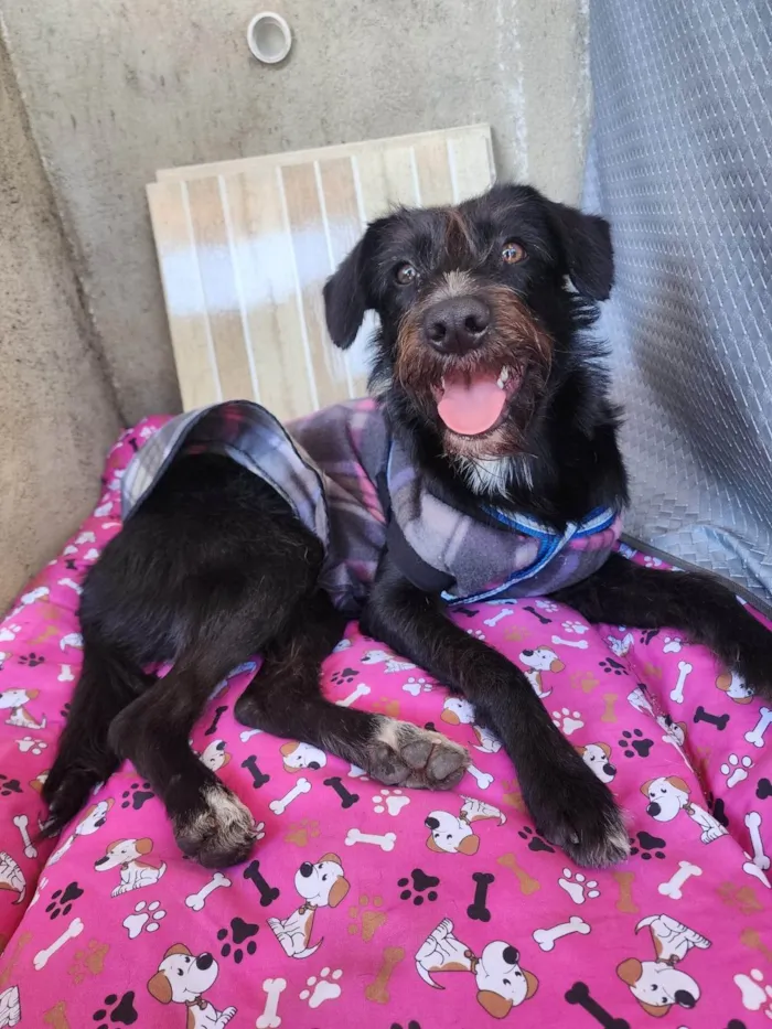 Cachorro ra a SRD-ViraLata idade 7 a 11 meses nome Belinha