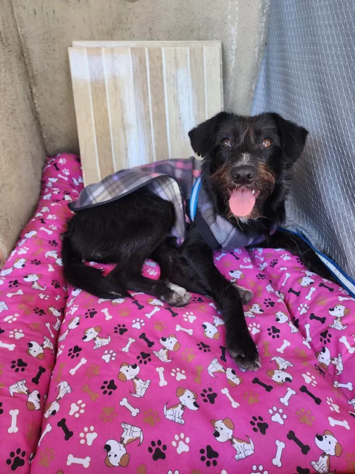 Cachorro ra a SRD-ViraLata idade 7 a 11 meses nome Belinha
