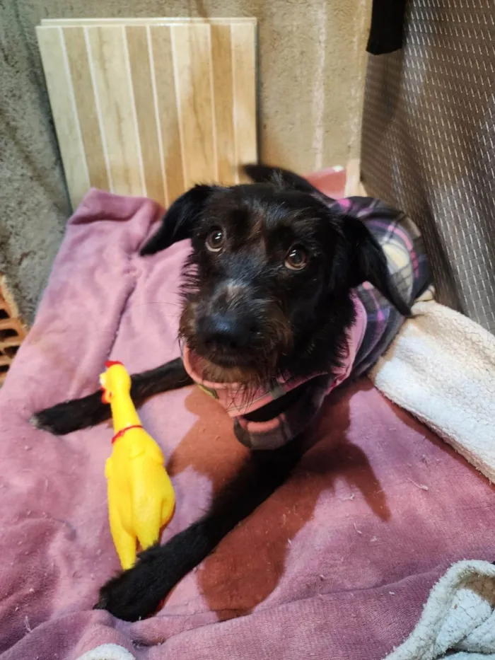 Cachorro ra a SRD-ViraLata idade 7 a 11 meses nome Belinha