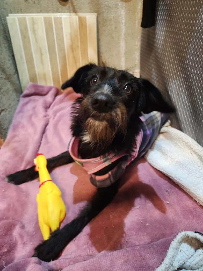 Cachorro ra a SRD-ViraLata idade 7 a 11 meses nome Belinha