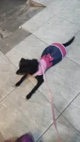 Belinha