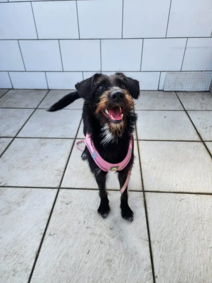 Cachorro ra a SRD-ViraLata idade 7 a 11 meses nome Belinha