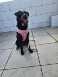 Belinha