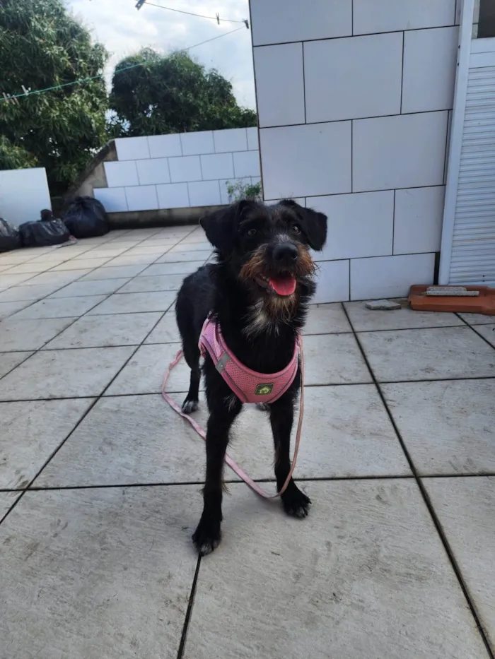 Cachorro ra a SRD-ViraLata idade 7 a 11 meses nome Belinha