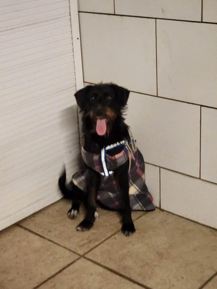 Cachorro ra a SRD-ViraLata idade 7 a 11 meses nome Belinha