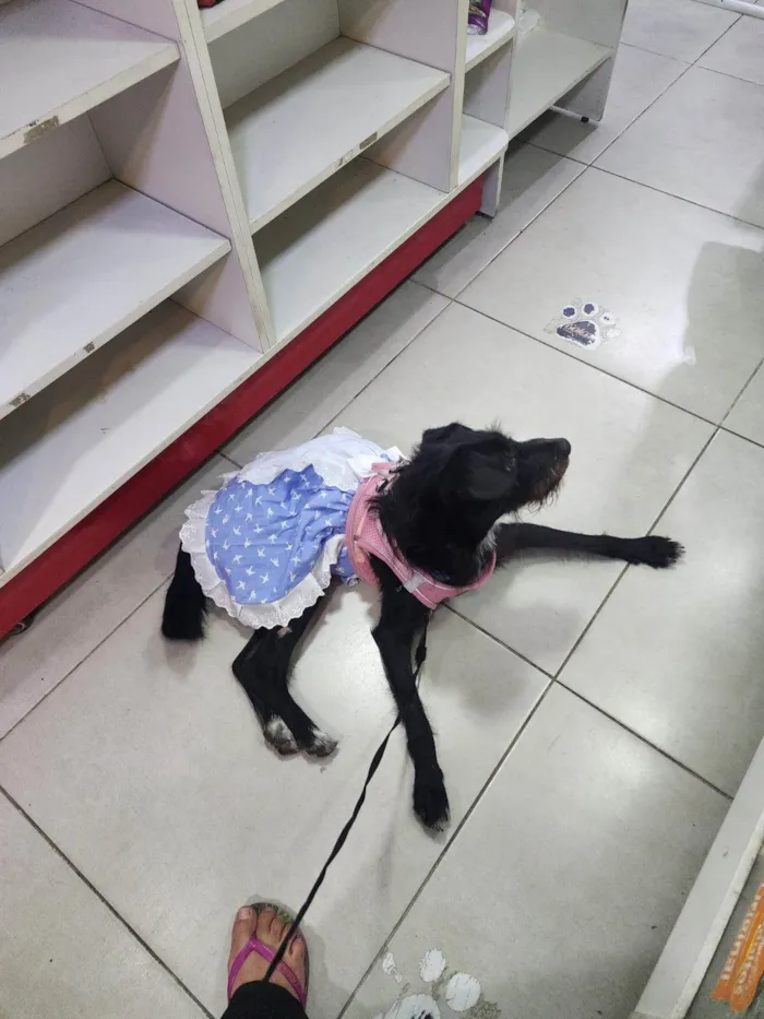 Cachorro ra a SRD-ViraLata idade 7 a 11 meses nome Belinha