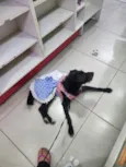 Belinha