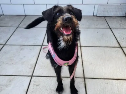 Cachorro raça SRD-ViraLata idade 7 a 11 meses nome Belinha