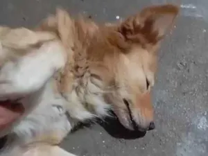 Cachorro raça SRD-ViraLata idade 2 a 6 meses nome Falar com Genildo - Whats 11 97730-8229