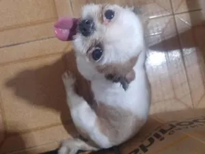 Cachorro raça Shitzu idade 1 ano nome Look look