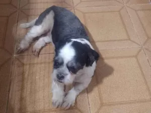 Cachorro raça Shitzu idade 1 ano nome Pérola