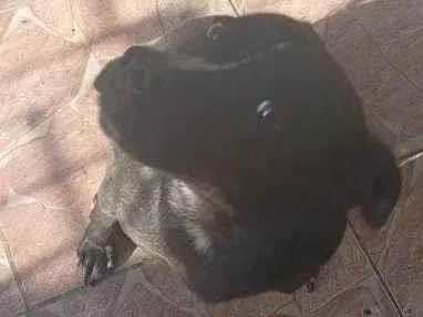 Cachorro ra a SRD-ViraLata idade 2 a 6 meses nome Falar com Matheus - Whats 11 98401-8963