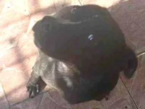 Cachorro raça SRD-ViraLata idade 2 a 6 meses nome Falar com Matheus - Whats 11 98401-8963
