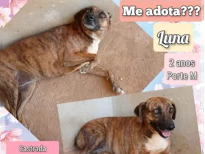Cachorro raça SRD-ViraLata idade 2 anos nome Luna