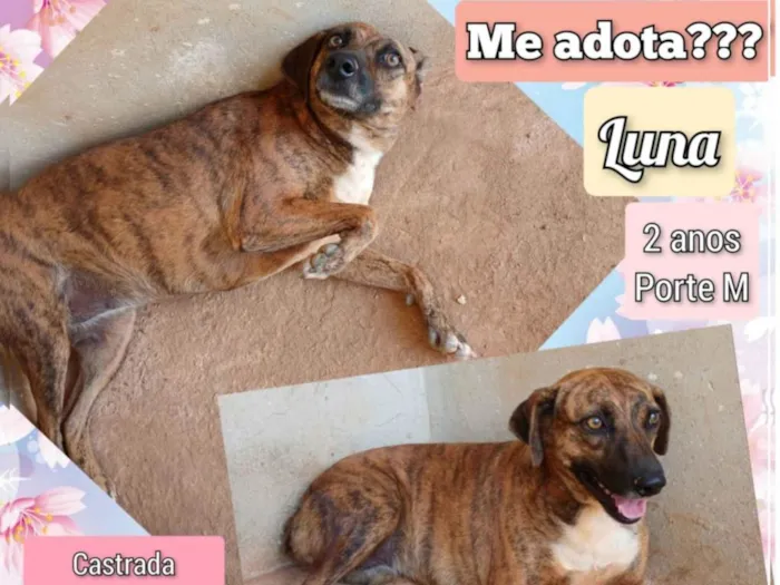 Cachorro ra a SRD-ViraLata idade 2 anos nome Luna