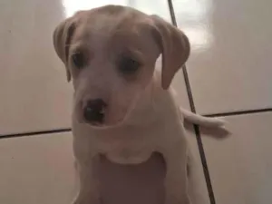 Cachorro raça SRD-ViraLata idade 2 a 6 meses nome WALLACE LUCAS MONTEIRO DE CASTRO