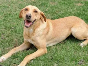 Cachorro raça SRD-ViraLata idade 2 anos nome Oceana