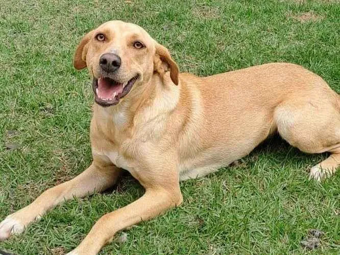 Cachorro ra a SRD-ViraLata idade 2 anos nome Oceana