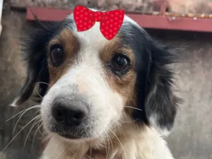 Cachorro raça SRD-ViraLata idade 7 a 11 meses nome Estrela 