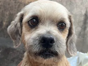 Cachorro raça Shitzu idade 1 ano nome Fred 