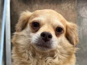 Cachorro raça Pequinês idade 7 a 11 meses nome Caramelo 