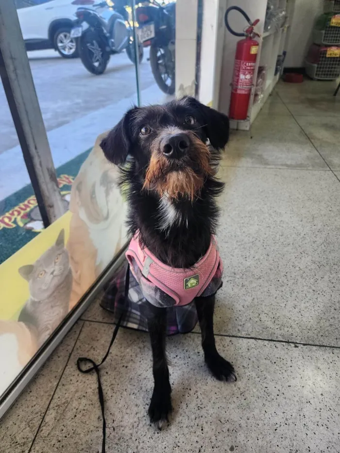 Cachorro ra a SRD-ViraLata idade 7 a 11 meses nome Belinha