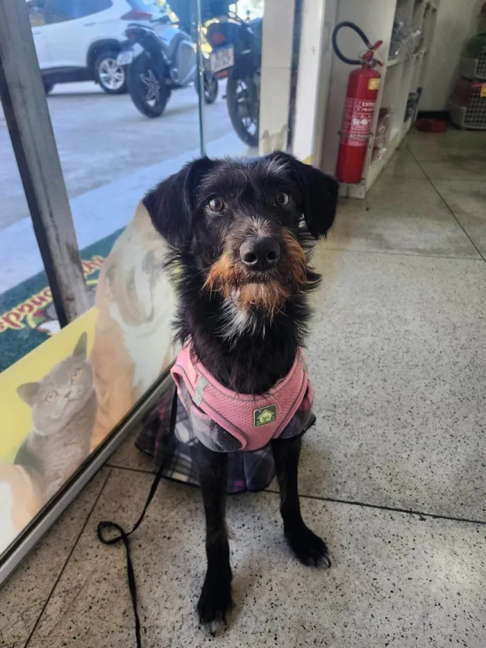 Cachorro ra a SRD-ViraLata idade 7 a 11 meses nome Belinha