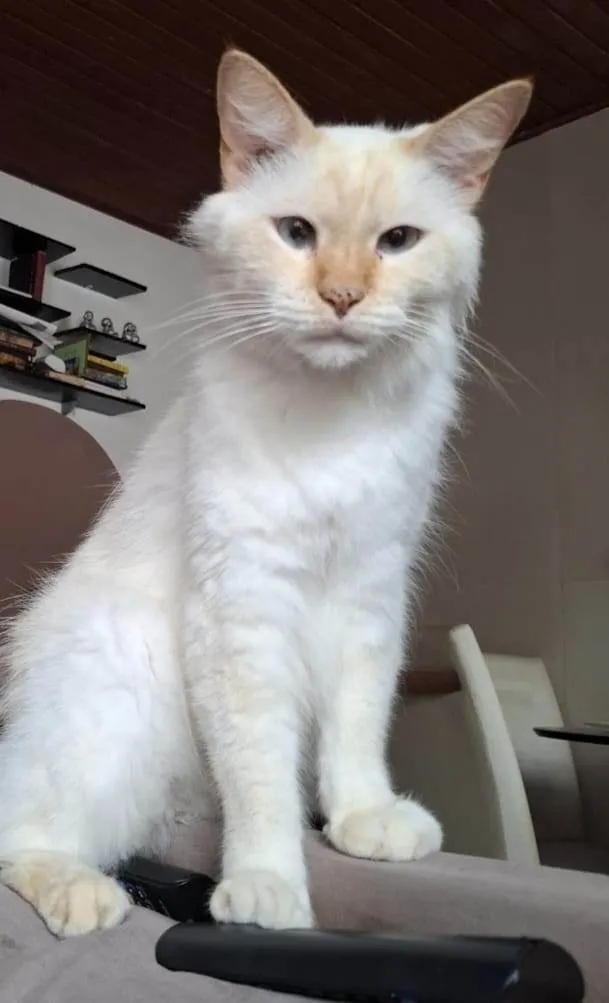 Gato ra a SRD-ViraLata idade 5 anos nome Erick