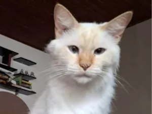Gato raça SRD-ViraLata idade 5 anos nome Erick