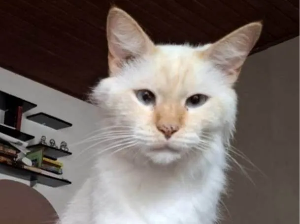 Gato ra a SRD-ViraLata idade 5 anos nome Erick