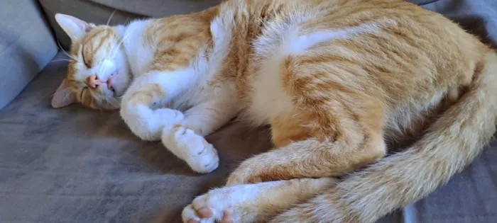 Gato ra a SRD-ViraLata idade 3 anos nome Edy