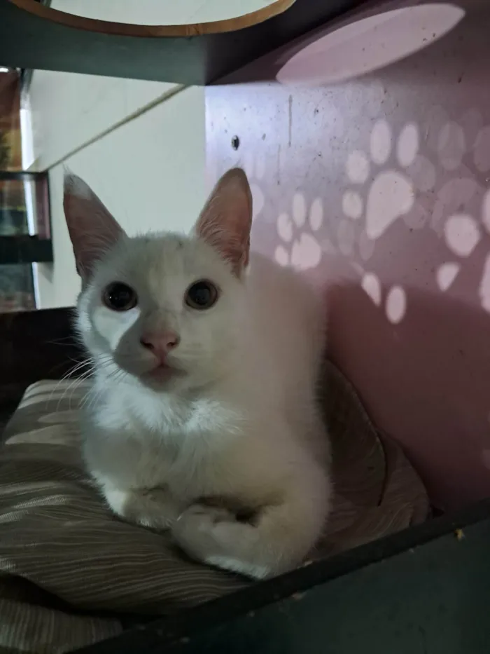 Gato ra a SRD-ViraLata idade 2 a 6 meses nome Rony